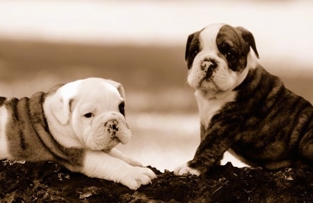 Close Up - Sepia Photo - One English Bulldog Puppy is laying on a log and the other one is sitting in front of it