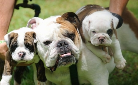 Close Up - An adult English Bulldog standing in the middle of two English Bulldog puppies who are being held next to its head