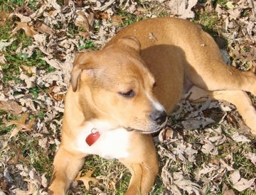Candie the fawn and white English Bullweiler puppy is laying in a field and looking to the right