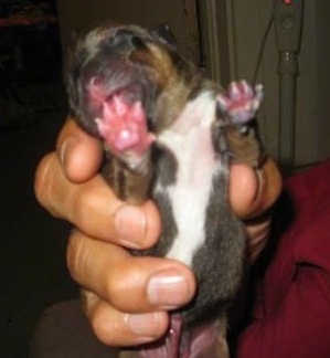Close Up - Sampson the English Bullweiler as a newborn puppy being held in the air with his paws up by a person