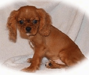 A reddish-brown with white English King puppy is sitting on a white backdrop. The photo has a white vignette around the edge