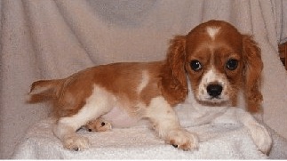 A reddish-brown and white English King puppy is laying on a white backdrop and looking forward
