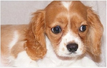 Close Up - A reddish-brown and white English King puppy is looking down