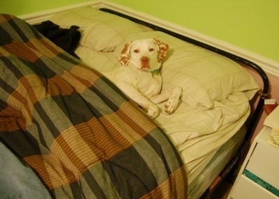 A white with red Pointer dog is laying in a bed and it is covered by a brown plaid comforter.