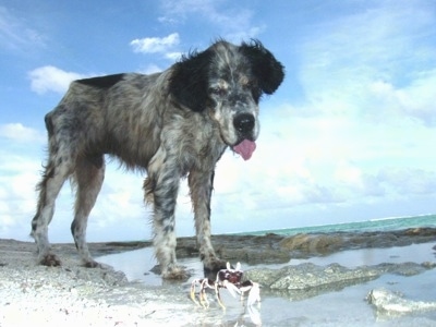 Boomi the black, white and tan ticked English Setter is standing on a beach near a large body of water. Boomis tongue is out as he looks down at a hermit crab moving across the beach