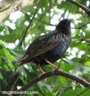 European Starling standing on a branch in a tree
