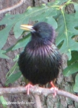 European Starling Bird standing in front of a huge tree on a small branch looking to the left