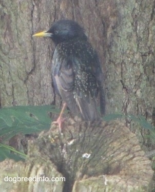 European Starling Bird standing on a tree stump leaning against the base of another tree