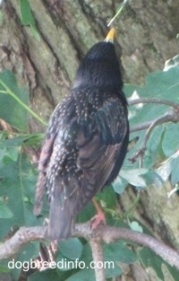 Back view of European Starling Bird reaching for a leaf