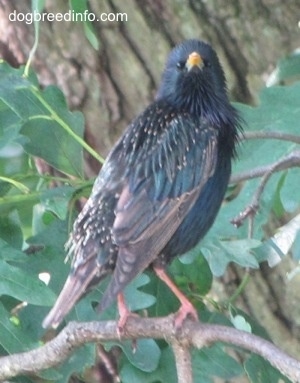 European Starling Bird standing on a branch with its head turned 90 degrees to the right