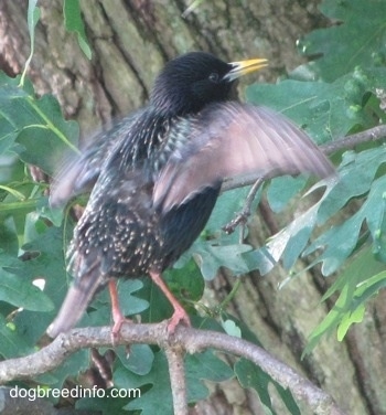 European Starling Bird with its wings flapping