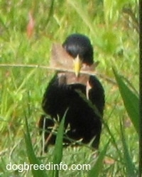 European Starling Bird standing in the grass with a leaf in its mouth