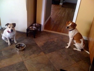 Two dogs are sitting on the kitchen floor waiting to be told they can eat out of the bowl