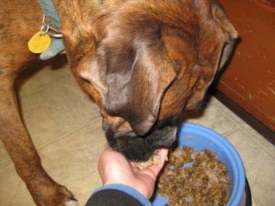 Close Up - A brown brindle with white Boxer is eating food out of a persons hand