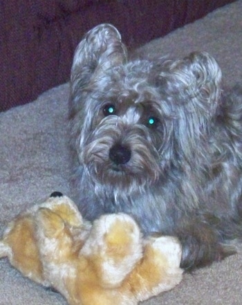 A tan Fourche Terrier is laying on a carpet and there is a brown teddy bear in front of it