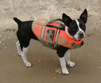A black with white Foxton is standing on a sandy beach and wearing an orange life vest covered in sand.