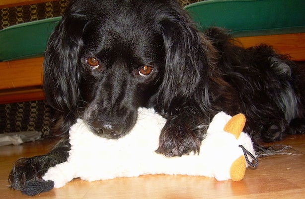 A black French Brittany Spaniel is laying in front of a couch. Its front left paw is over top of a plush toy with its mouth on the back side of the doll
