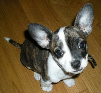 Herman the brown brindle and white French Bullhuahua puppy is sitting on a hardwood floor and looking up
