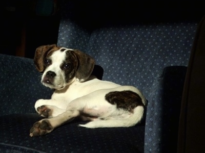 A white with black brindle Frengle is laying on a blue with white arm chair
