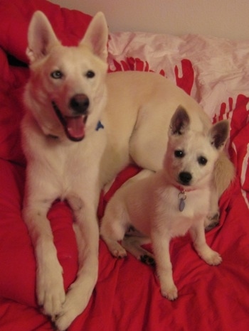 Two dogs next to one another on a red blanket inside of a home - A smiling white Siberian Husky and a white Alaskan Klee Kai.