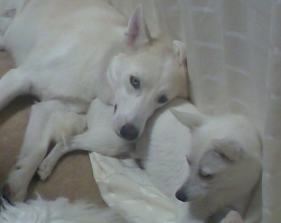 A white Siberian Husky is laying against a bed on the backside of a white Alaskan Klee Kai