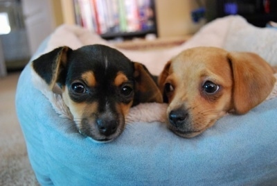 Head shot of two small dogs - A black and tan Chiweenie is laying in a dog bed next to a tan Jack Chi