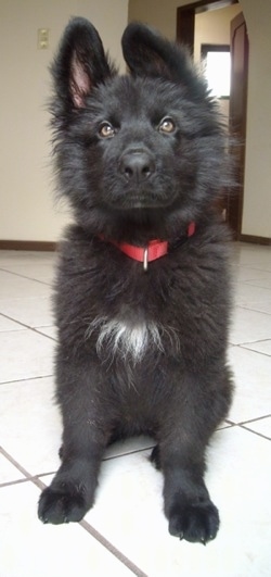 A fluffy black with a tuft of white German Shepherd is sitting on a tiled white floor