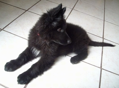 A fluffy black with a tuft of white German Shepherd is laying on a white tiled floor. It is looking behind itself