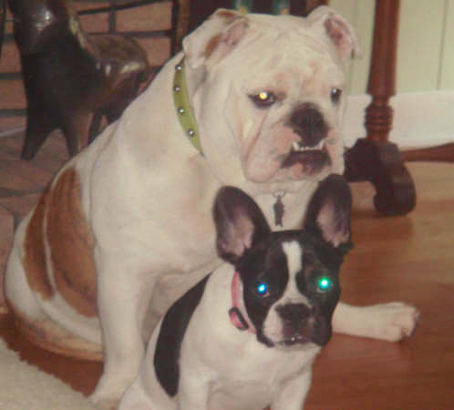 A white with brown English Bulldog is sitting in front of a white with black French Bulldog puppy on a hardwood floor inside of a house.