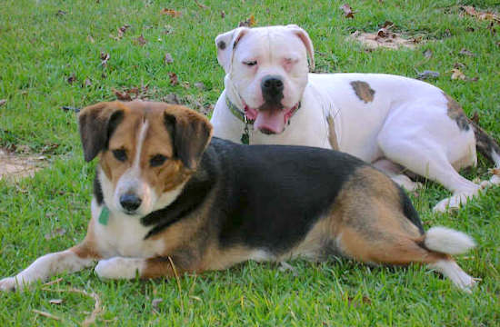 A white with brown American Bulldog has its mouth open and tongue out laying behind a black, tan and white Beagle/Border Collie that is also laying outside
