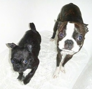 A black Pug puppy and a brindle Boston Terrier are standing in a tub of water looking up.