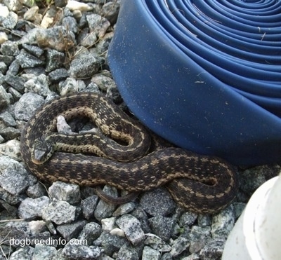 Garter Snake is rolled into a circle on rocks next to a water hose