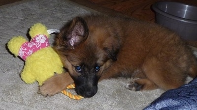 A fluffy brown with black Malinois X puppy is laying on a tan rug and under its front paw is a yellow plush doll toy in floral pink shorts with a rope connected to the top.