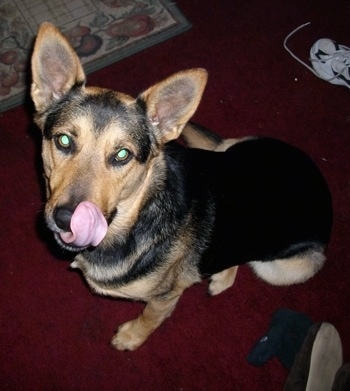 A black and tan German Shepherd is sitting on a red rug and looking up. It is licking its nose