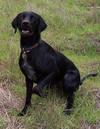 A black with white German Shorthaired Labrador is sitting in a green grassy field and its left paw is in the air. Its mouth is open and it is looking up