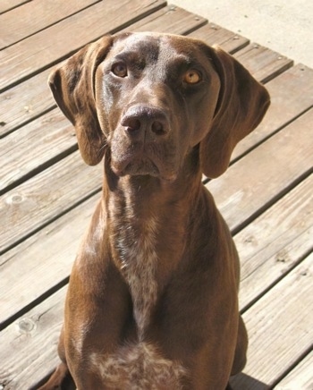 A brown with white German Shorthaired Pointer is sitting on a wooden porch and looking up
