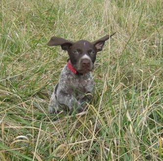 Action shot - A chocolate and white German Shorthaired Pointer puppy is running through tall grass and its ears are flopping around