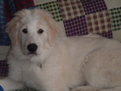 A Golden Pyrenees is laying next to a bed that has a quilt on it.