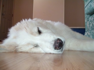 A Golden Pyrenees is sleeping on its side on a hardwood floor next to a couch
