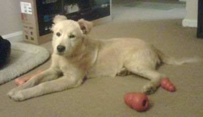 A Golden Pyrenees puppy is laying on a tan carpet in front of a cardboard TV box with Kong toys around it.