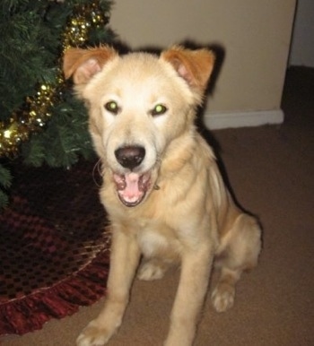 A Golden Pyrenees puppy is sitting next to a Christmas tree yawning.