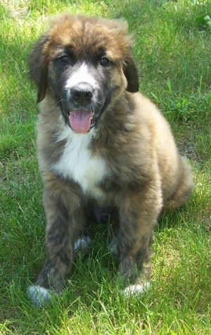 A black and brown with white Golden Saint puppy is sitting in grass panting.