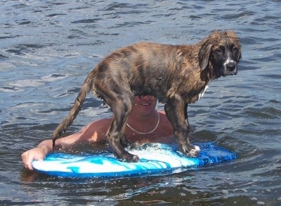 A wet black and brown brindle  with white Golden Saint puppy is in water standing on a blue boogie board that is being held still by a person.