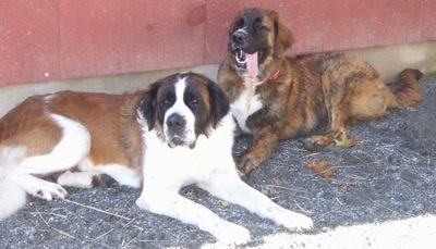 A brown brindle Golden Saint dog has its long tongue hanging out of the side of its mouth while laying next to a purebred Saint Bernard dog outside against a red wall.