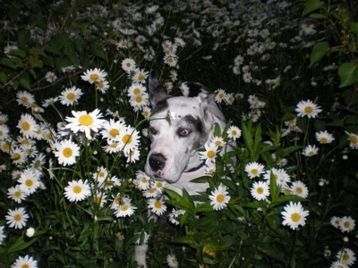 A white with gray and black harlequin Great Dane is laying down in the middle of tall daisy flowers that are growing outside at night.