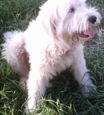 Close Up - A long-haired white Great Wolfhound puppy is sitting in grass happily panting.