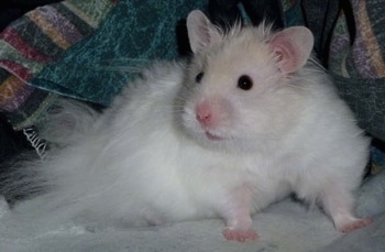 Close up front side view - A long-haired white hamster is laying on a bed and it is looking forward.