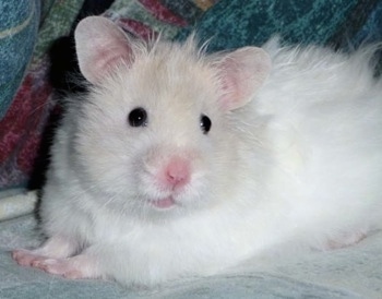 teddy bear hamsters black and white