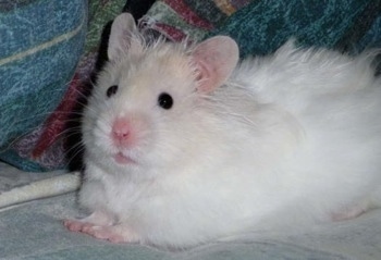 Close up side view - A white with tan Teddy Bear Hamster is looking up and forward.