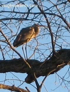 Right Profile - Great Blue Heron standing in an oak tree